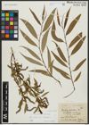 Foto von Salix alba L. x Salix fragilis L.